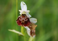 Ophrys holoserica - Hummel-Ragwurz - Kaltenleutgeben - 11062016 - 1 - &copy; M.u. B.Sabor (CC BY-NC-SA 4.0)