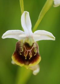 Ophrys holoserica - Hummel-Ragwurz - Kaltenleutgeben - 21052016 - 2 - &copy; M.u. B.Sabor (CC BY-NC-SA 4.0)