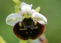 Ophrys holoserica - Hummel-Ragwurz - Perchtoldsdorf, N&Ouml; - 05062016 - 2 - &copy; M.u. B.Sabor (CC BY-NC-SA 4.0)