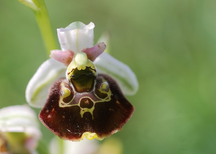 Ophrys holoserica - Hummel-Ragwurz - Perchtoldsdorf, N&Ouml; - 05062016 - 3 - &copy; M.u. B.Sabor (CC BY-NC-SA 4.0)