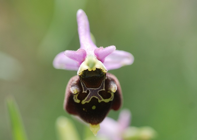 Ophrys holoserica - Hummel-Ragwurz - Perchtoldsdorf, N&Ouml; - 05062016 - 5 - &copy; M.u. B.Sabor (CC BY-NC-SA 4.0)