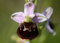 Ophrys holoserica - Hummel-Ragwurz - Perchtoldsdorf, N&Ouml; - 05062016 - 6 - &copy; M.u. B.Sabor (CC BY-NC-SA 4.0)