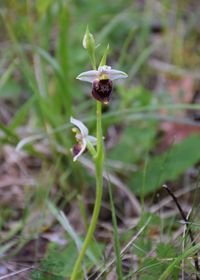 Ophrys holoserica - Hummel-Ragwurz - Wien 23 - 19052019 - &copy; M.u. B.Sabor (CC BY-NC-SA 4.0)