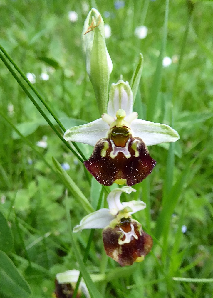 Ophrys holoserica - Hummelragwurz - Lilienfeld, N&Ouml; - 20052017 - 2 - &copy; M.u. B.Sabor (CC BY-NC-SA 4.0)