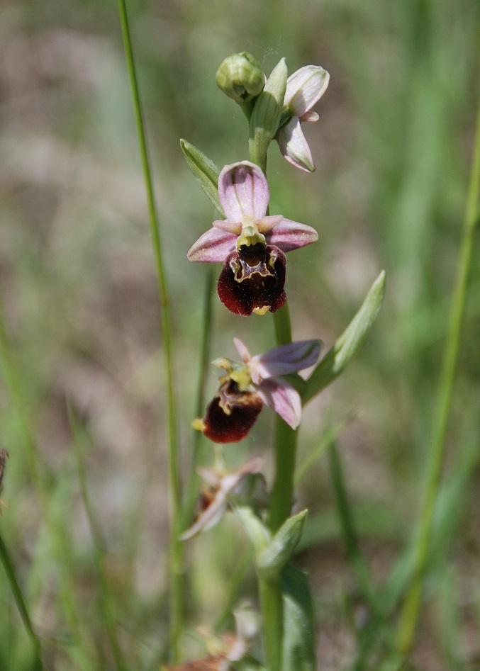 Ophrys holoserica - Hummel-Ragwurz - Greifenstein, N&Ouml; - 06052018 - 3 - &copy; M.u. B.Sabor (CC BY-NC-SA 4.0)