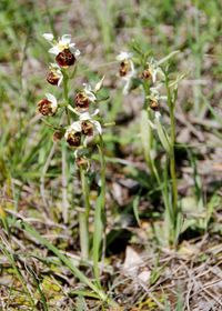 Ophrys holoserica - Hummel-Ragwurz - Greifenstein, N&Ouml; - 06052018 - 4 - &copy; M.u. B.Sabor (CC BY-NC-SA 4.0)