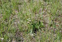 Ophrys holoserica - Hummel-Ragwurz - Greifenstein, N&Ouml; - 06052018 - 5 - &copy; M.u. B.Sabor (CC BY-NC-SA 4.0)