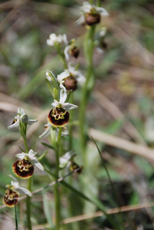 Ophrys holoserica - Hummel-Ragwurz - Greifenstein, N&Ouml; - 06052018 - 6 - &copy; M.u. B.Sabor (CC BY-NC-SA 4.0)
