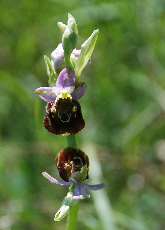 Ophrys holoserica - Hummel-Ragwurz - Lindabrunn, N&Ouml; - 28052017 - &copy; M.u. B.Sabor (CC BY-NC-SA 4.0)