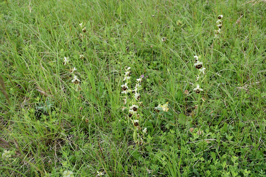 Ophrys holoserica - Hummel-Ragwurz - Stot..., Bgld - 01062019 - &copy; M.u. B.Sabor (CC BY-NC-SA 4.0)