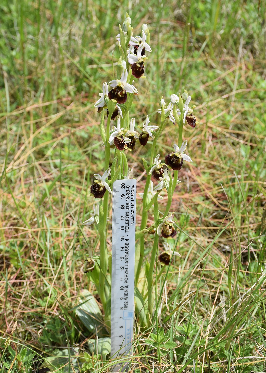 Ophrys holoserica - Hummel-Ragwurz - Stot..., Bgld - 01062019 - 12 - &copy; M.u. B.Sabor (CC BY-NC-SA 4.0)