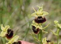 Ophrys holoserica - Hummel-Ragwurz - Stot..., Bgld - 01062019 - 14 - &copy; M.u. B.Sabor (CC BY-NC-SA 4.0)