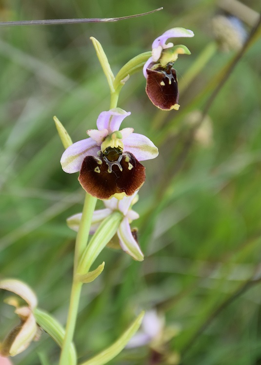 Ophrys holoserica - Hummel-Ragwurz - Stot..., Bgld - 01062019 - 3 - &copy; M.u. B.Sabor (CC BY-NC-SA 4.0)