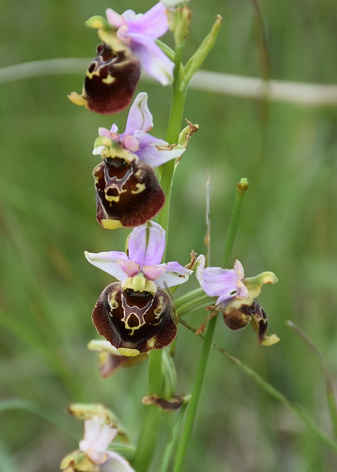 Ophrys holoserica - Hummel-Ragwurz - Stot..., Bgld - 01062019 - 4 - &copy; M.u. B.Sabor (CC BY-NC-SA 4.0)