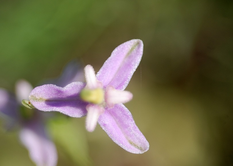 Ophrys holoserica - Atavismus - Perchtoldsdorf, N&Ouml; - 26052016 - &copy; M.u. B.Sabor (CC BY-NC-SA 4.0)