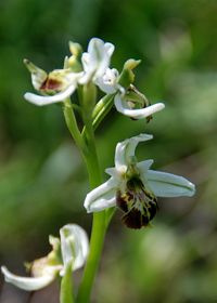 Ophrys holoserica fo. spectabilis - Hummel-Ragwurz - Perchtoldsdorf, N&Ouml; - 26052016 - 2 - &copy; M.u. B.Sabor (CC BY-NC-SA 4.0)