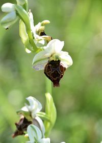 Ophrys holoserica - Hummel-Ragwurz - Spielform - Stotzing, Bgld - 15052022 - (2) - &copy; M.u. B.Sabor (CC BY-NC-SA 4.0)