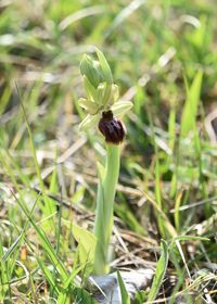 Ophrys sphegodes - Spinnen-Ragwurz - Hinterbr&uuml;hl, N&Ouml; - 15042022 - &copy; M.u. B.Sabor (CC BY-NC-SA 4.0)