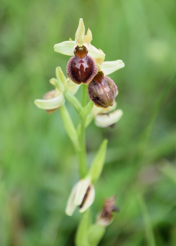 Ophrys sphegodes - Spinnen-Ragwurz - Hinterbr&uuml;hl, N&Ouml; - 15052021- (67) - &copy; M.u. B.Sabor (CC BY-NC-SA 4.0)