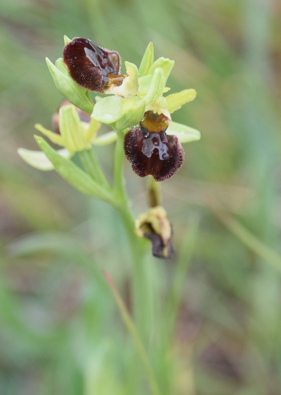 Ophrys sphegodes - Spinnen-Ragwurz - Perchtoldsdorf, N&Ouml; - 12052021 - (60) - &copy; M.u. B.Sabor (CC BY-NC-SA 4.0)