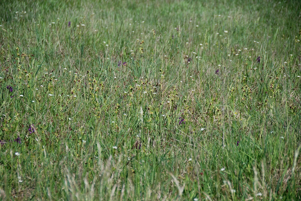 Ophrys sphegodes - Spinnen-Ragwurz - Apetlon, Burgenland - 28042018 - - &copy; M.u. B.Sabor (CC BY-NC-SA 4.0)