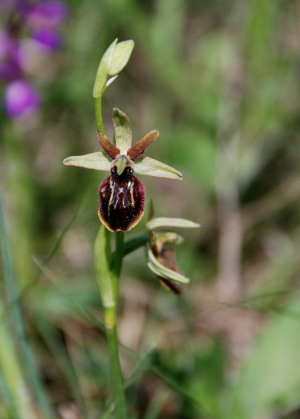 Ophrys sphegodes - Spinnen-Ragwurz - Apetlon, Burgenland - 28042018 - 3 - - &copy; M.u. B.Sabor (CC BY-NC-SA 4.0)