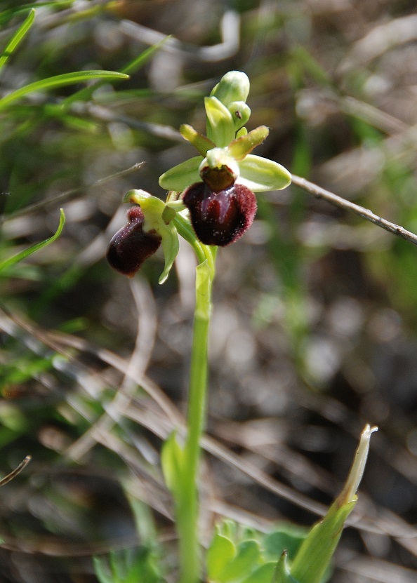 Ophrys sphegodes - Spinnen-Ragwurz - Bisamberg, N&Ouml; - 06052018 - - &copy; M.u. B.Sabor (CC BY-NC-SA 4.0)