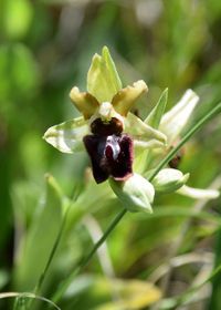Ophrys sphegodes - Spinnen-Ragwurz - G&ouml;tzendorf a.d. L, N&Ouml; - 11052021 - (18) - &copy; M.u. B.Sabor (CC BY-NC-SA 4.0)