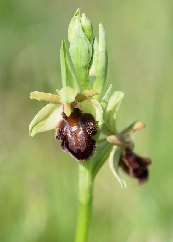 Ophrys sphegodes - Spinnen-Ragwurz - G&ouml;tzendorf a.d. L, N&Ouml; - 11052021 - (19) - &copy; M.u. B.Sabor (CC BY-NC-SA 4.0)