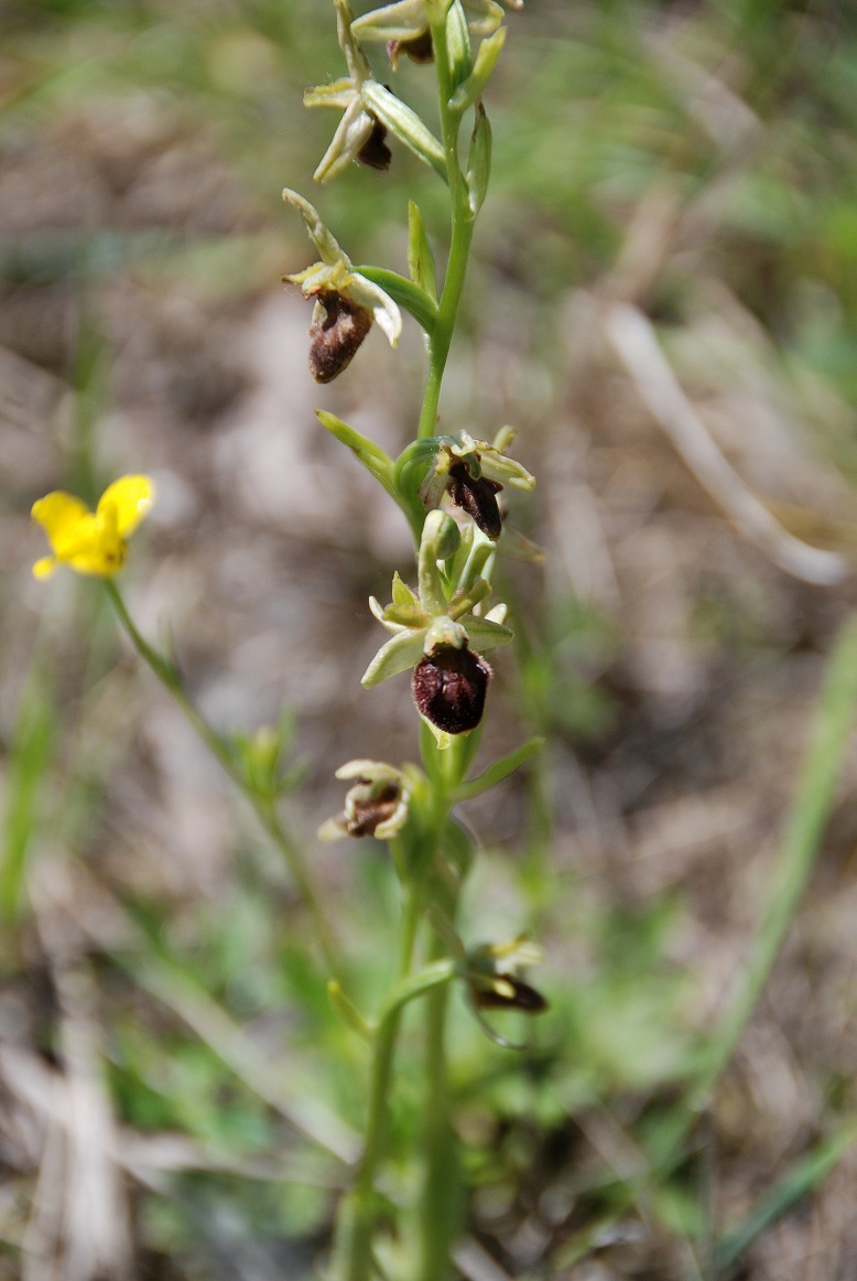 Ophrys sphegodes - Spinnen-Ragwurz - Greifenstein, N&Ouml; - 06052018 - 2 - - &copy; M.u. B.Sabor (CC BY-NC-SA 4.0)