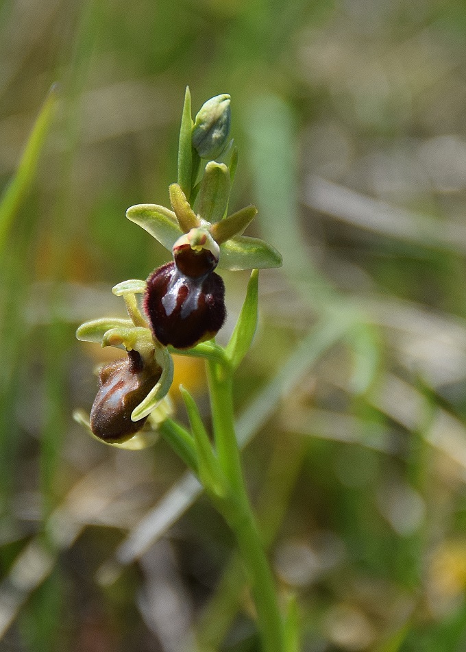 Ophrys sphegodes - Spinnen-Ragwurz - Stot..., Bgld - 28042019 - - &copy; M.u. B.Sabor (CC BY-NC-SA 4.0)