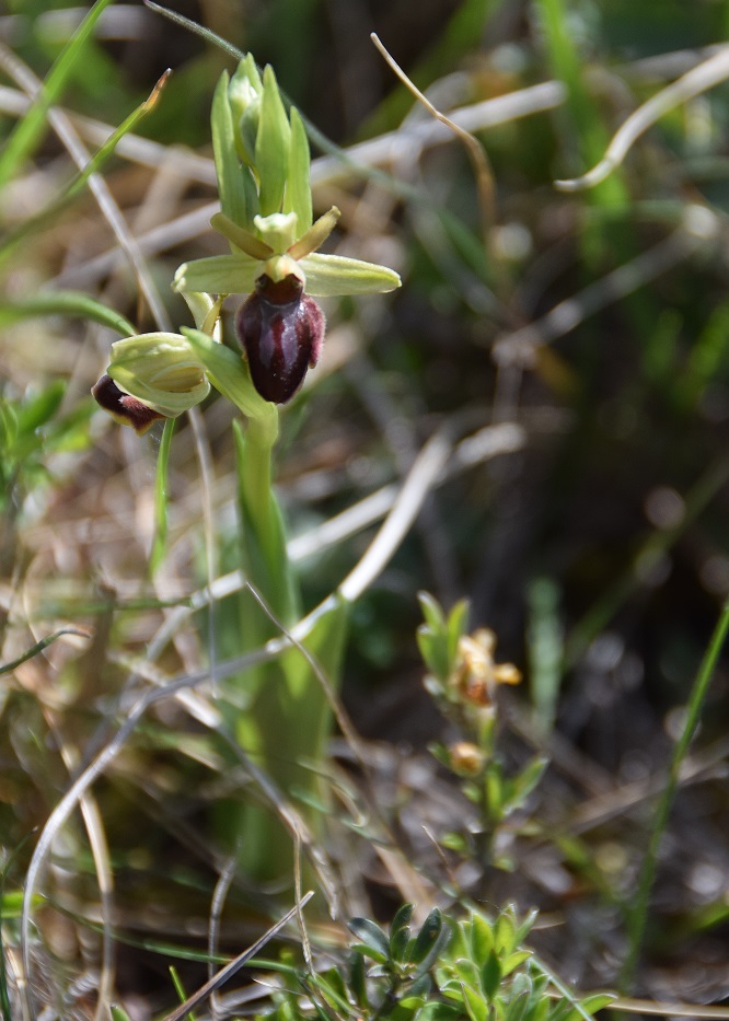 Ophrys sphegodes - Spinnen-Ragwurz - Stot..., Bgld - 28042019 - 2 - - &copy; M.u. B.Sabor (CC BY-NC-SA 4.0)