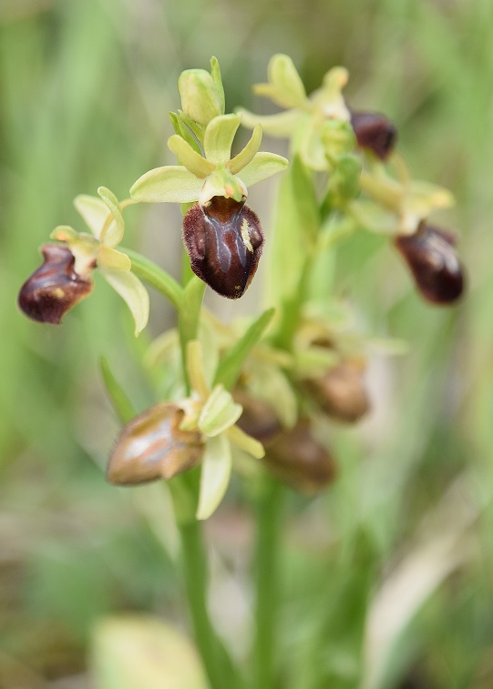 Ophrys sphegodes - Spinnen-Ragwurz - Stotz., Bgld - 20210514 - &copy; M.u. B.Sabor (CC BY-NC-SA 4.0)
