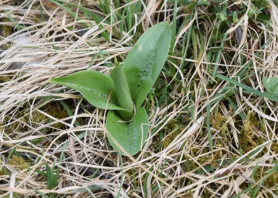 Orchis mascula ssp. speciosa - Pr&auml;chtiges Manns-Knabenkraut - Breitenfurt, N&Ouml; - 02042021 - &copy; M.u. B.Sabor (CC BY-NC-SA 4.0)