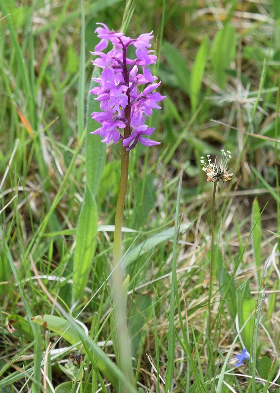 Orchis mascula ssp. speciosa - Pr&auml;chtiges Manns-Knabenkraut - Klausen Leopoldsdorf, N&Ouml; - 10052020 - &copy; M.u. B.Sabor (CC BY-NC-SA 4.0)