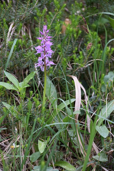 Orchis mascula ssp. speciosa - Pr&auml;chtiges Manns-Knabenkraut - Kernhof, Wei&szlig;er Zoo - 22052020 - &copy; M.u. B.Sabor (CC BY-NC-SA 4.0)
