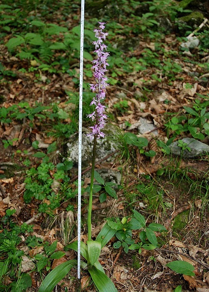 Orchis mascula ssp. speciosa - Pr&auml;chtiges Manns-Knabenkraut - Reisalpe, N&Ouml; - 02062017 - &copy; M.u. B.Sabor (CC BY-NC-SA 4.0)