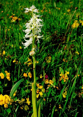 Orchis mascula ssp. speciosa - Pr&auml;chtiges Manns-Knabenkraut - Alba - Hochobir, K&auml;rnten -18062002 - &copy; M.u. B.Sabor (CC BY-NC-SA 4.0)
