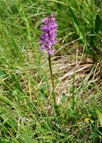 Orchis mascula ssp. speciosa - Pr&auml;chtiges Manns-Knabenkraut - Priglitz, N&Ouml; - 10052018 - &copy; M.u. B.Sabor (CC BY-NC-SA 4.0)