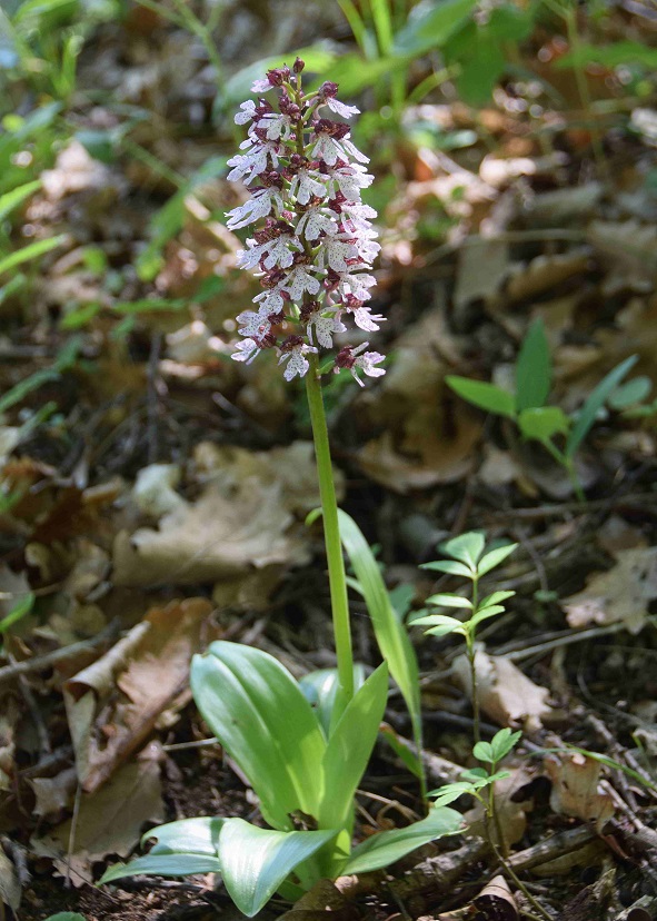Orchis purpurea - Purpur-Knabenkraut - Hinterbr&uuml;hl, N&Ouml; - 10052019 - (1) - &copy; M.u. B.Sabor (CC BY-NC-SA 4.0)