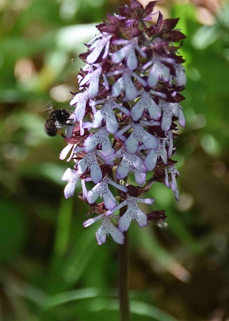 Orchis purpurea - Purpur-Knabenkraut - Hinterbr&uuml;hl, N&Ouml; - 10052019 - (3) - &copy; M.u. B.Sabor (CC BY-NC-SA 4.0)
