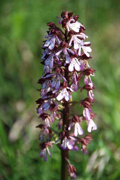 Orchis purpurea - Purpur-Knabenkraut - Siegendorf, Burgenland - 28042018 - (2) - &copy; M.u. B.Sabor (CC BY-NC-SA 4.0)