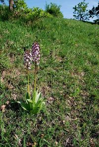 Orchis purpurea - Purpur-Knabenkraut - Siegendorf, Burgenland - 28042018 - (3) - &copy; M.u. B.Sabor (CC BY-NC-SA 4.0)