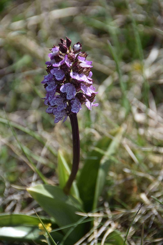 Orchis purpurea - Purpur-Knabenkraut - Stotz..., Burgenland - 28042019 - (1) - &copy; M.u. B.Sabor (CC BY-NC-SA 4.0)