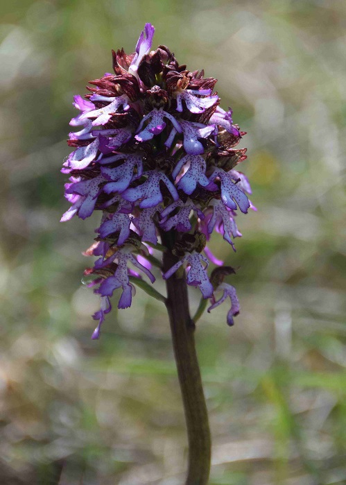 Orchis purpurea - Purpur-Knabenkraut - Stotz..., Burgenland - 28042019 - (2) - &copy; M.u. B.Sabor (CC BY-NC-SA 4.0)