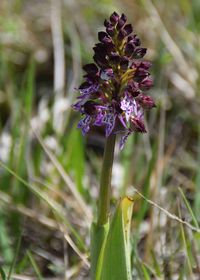Orchis purpurea - Purpur-Knabenkraut - Stotz..., Burgenland - 28042019 - (3) - &copy; M.u. B.Sabor (CC BY-NC-SA 4.0)