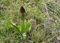 Orchis purpurea - Purpur-Knabenkraut - Stotz..., Burgenland - 28042019 - (4) - &copy; M.u. B.Sabor (CC BY-NC-SA 4.0)