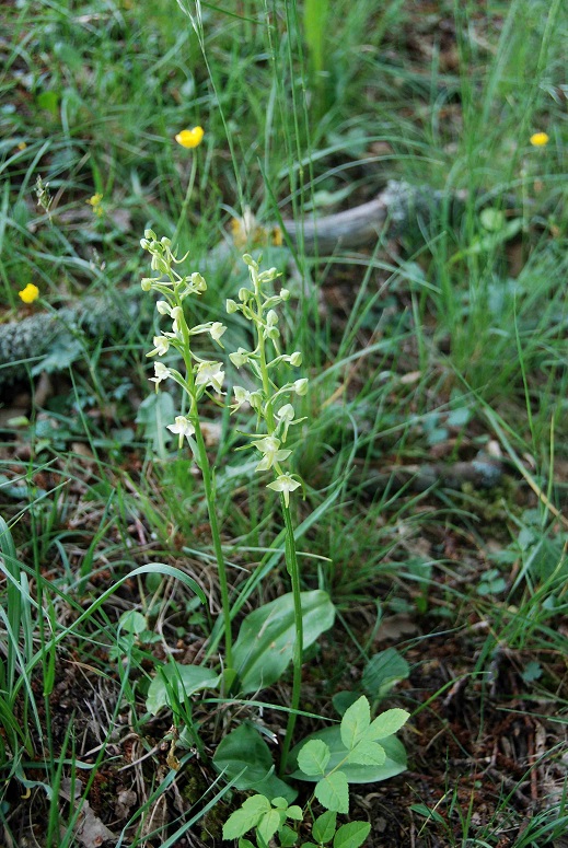 Platanthera chlorantha - Gr&uuml;nlich-Waldhyazinthe - Lilienfeld, N&Ouml; - 12052018-(1) - &copy; M.u. B.Sabor (CC BY-NC-SA 4.0)