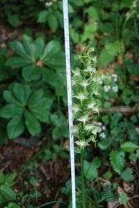 Platanthera chlorantha - Gr&uuml;nlich-Waldhyazinthe - Lilienfeld, N&Ouml; - 12052018-(7) - &copy; M.u. B.Sabor (CC BY-NC-SA 4.0)