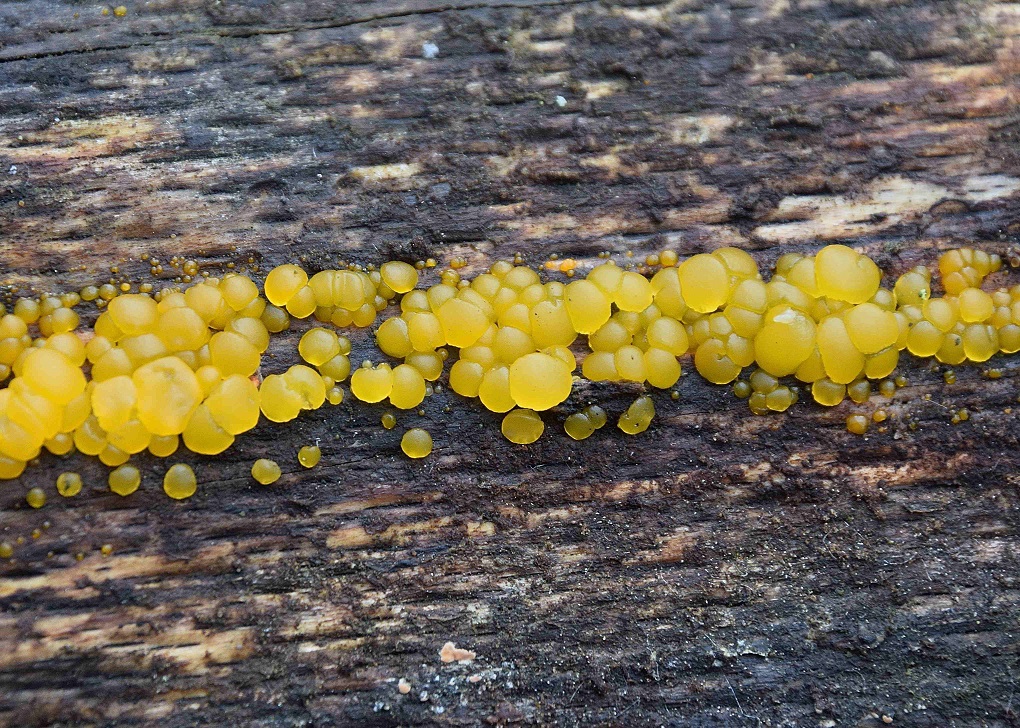 Bisporella citrina - zitronengelbes Holzbecherchen - Breitenfurt, N&Ouml; -27022021 - &copy; M.u. B.Sabor (CC BY-NC-SA 4.0)